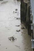 Gravesend, 15 septembre 2013