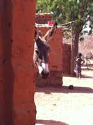 4 février 2014, Léba